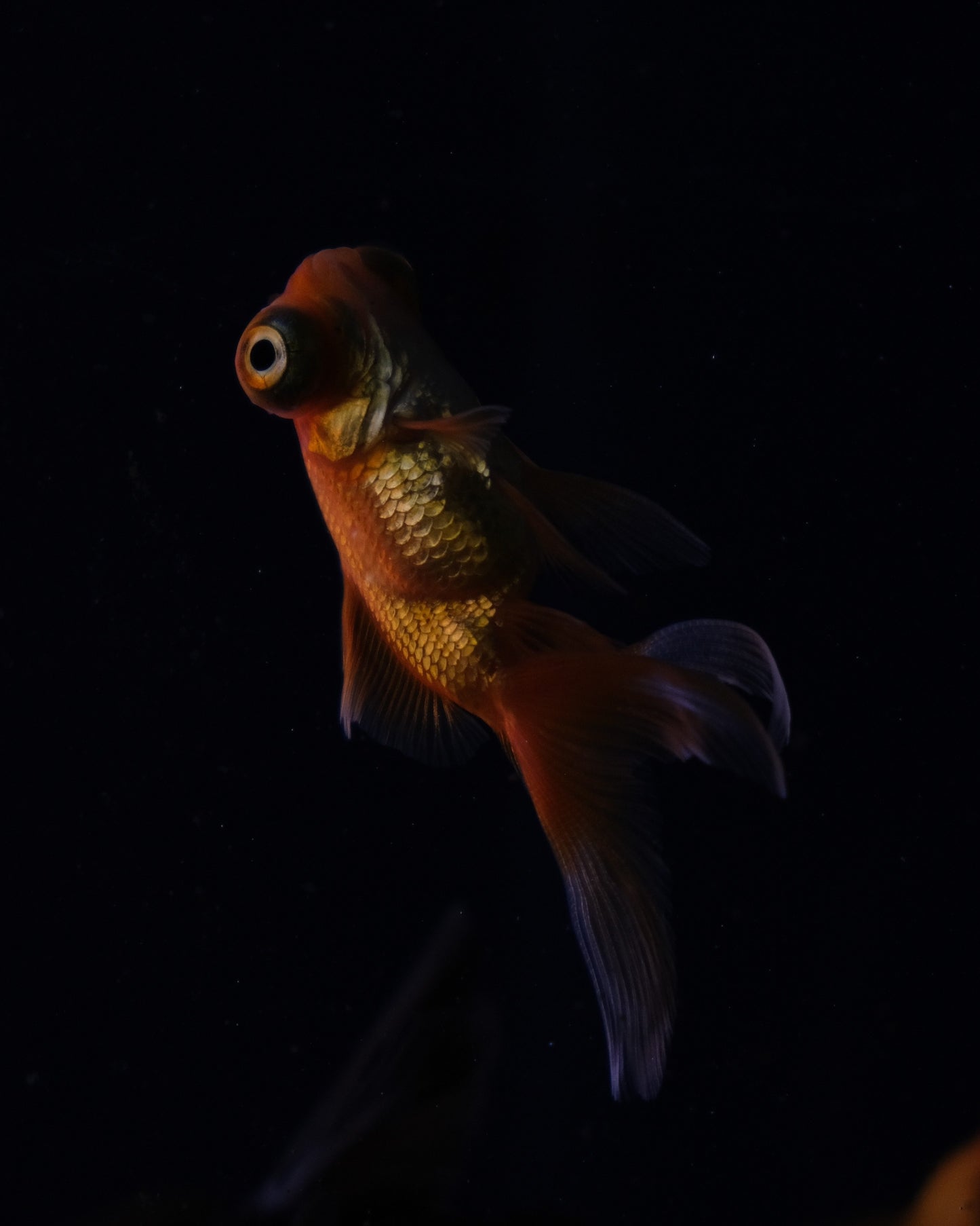 Le Livre de la Fin — édition limitée