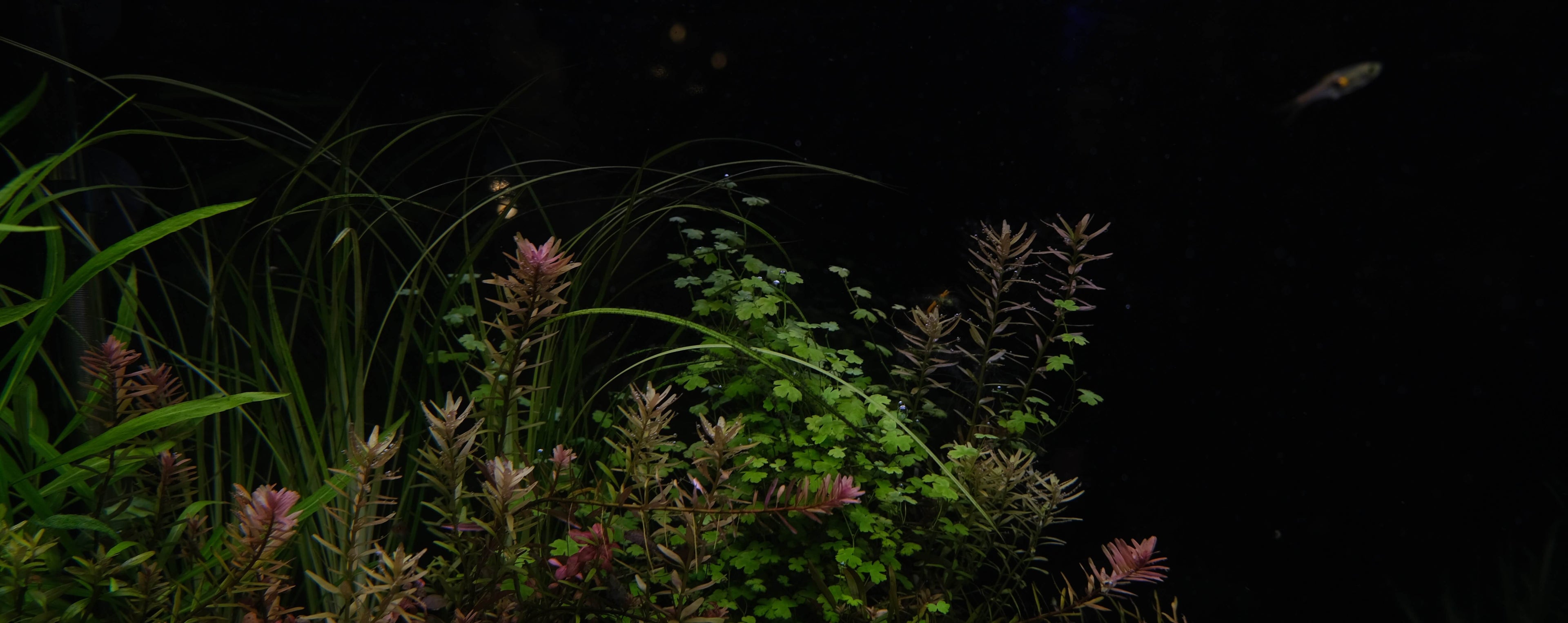 edition bryan le francois